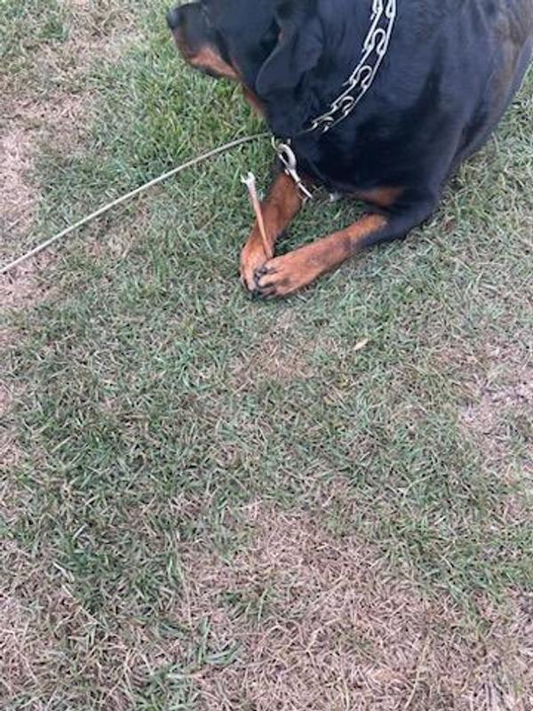 Making sure no one sneaks up and takes her treat!!