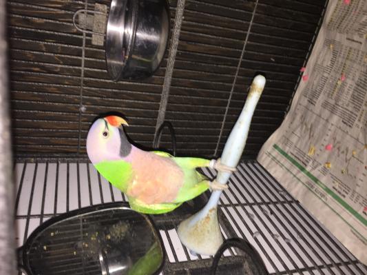 Happy Larry