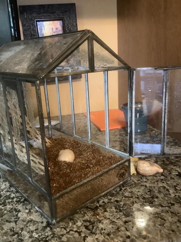 Happy hermit crabs