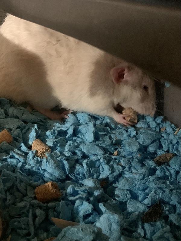 FIELD+FOREST BY KAYTEE Rat Food, 2lb bag