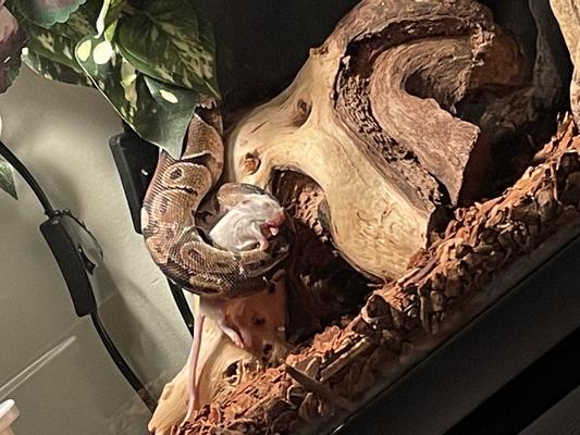 My Eve is a happy snake thanks to Chewy!!!