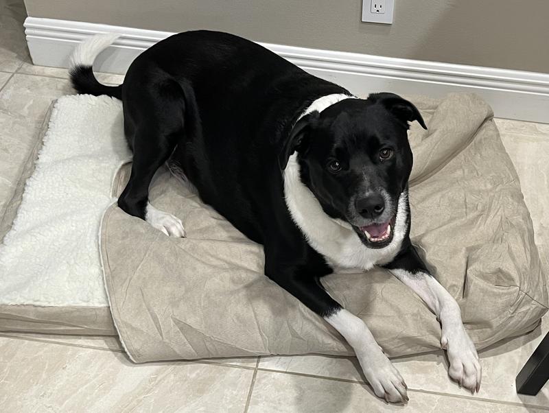 Louis relaxing on his new bed