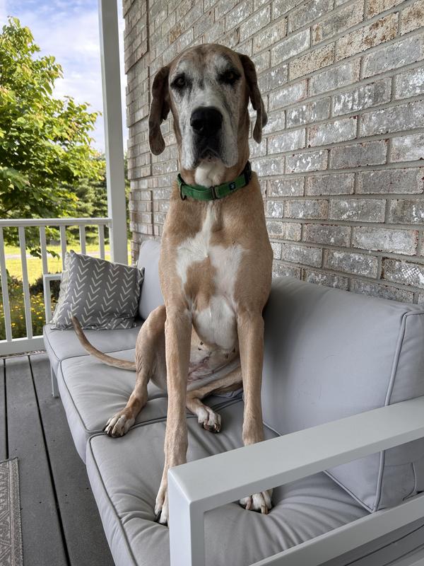My Dane enjoying the deck.