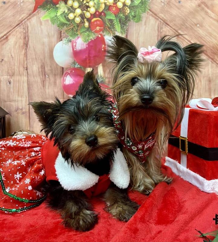 Rio & Gucci 2023 Christmas