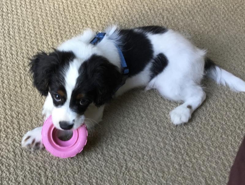 KONG Puppy Tires Dog Toy Color Varies Small Chewy