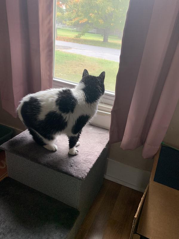 Flower is a black and white cat. She is standing on a pet step looking out the window.