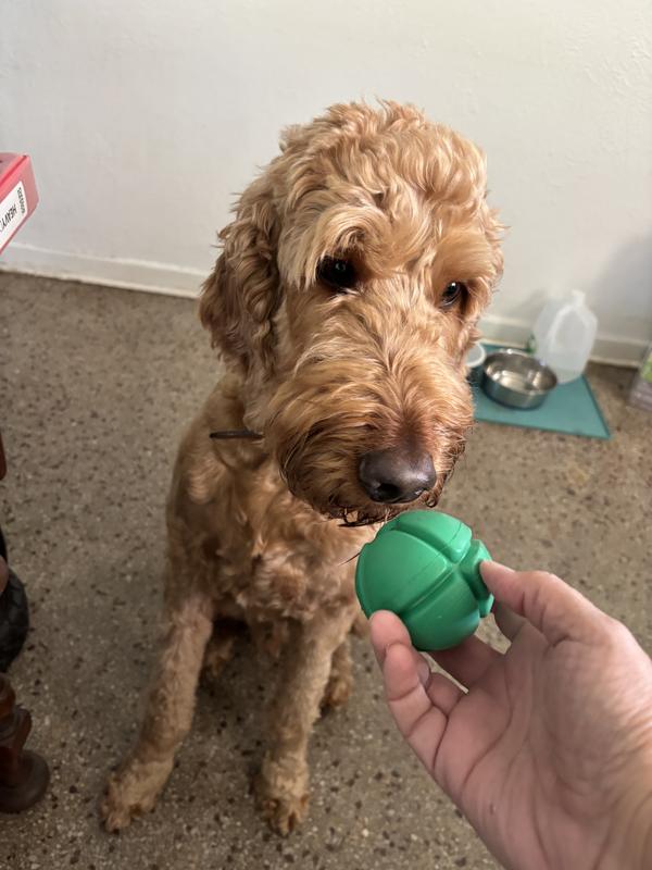 The photos were taken as soon as I took it out of the package and let them sniff it. They were checking it out and hadn’t taken it off and started running around with it yet. Hopefully you can get an idea of how big it is.