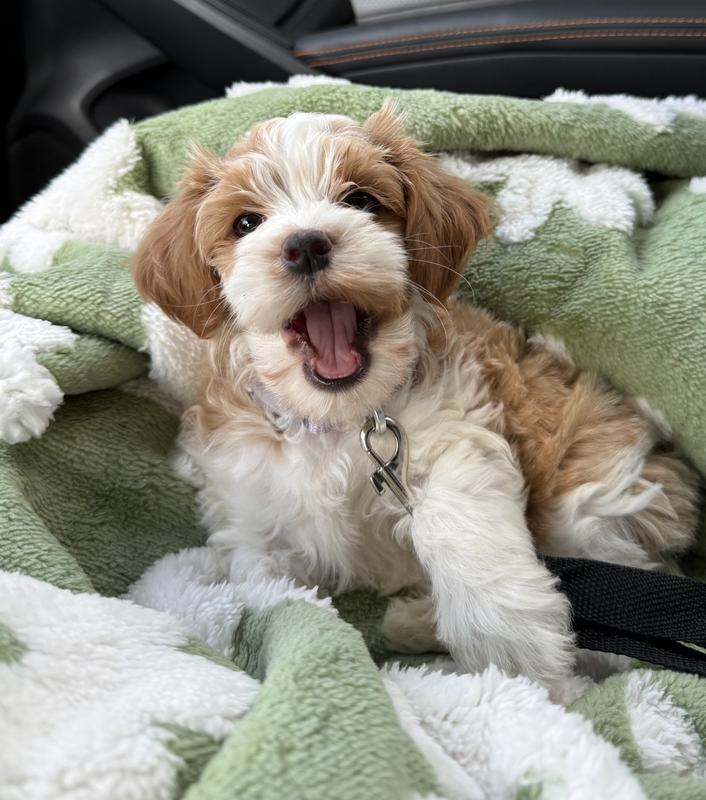 Aurora in her car throne