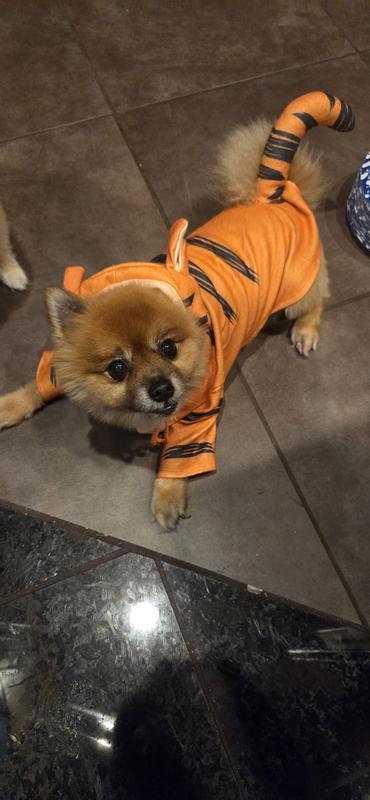 Jax during his dress rehearsal