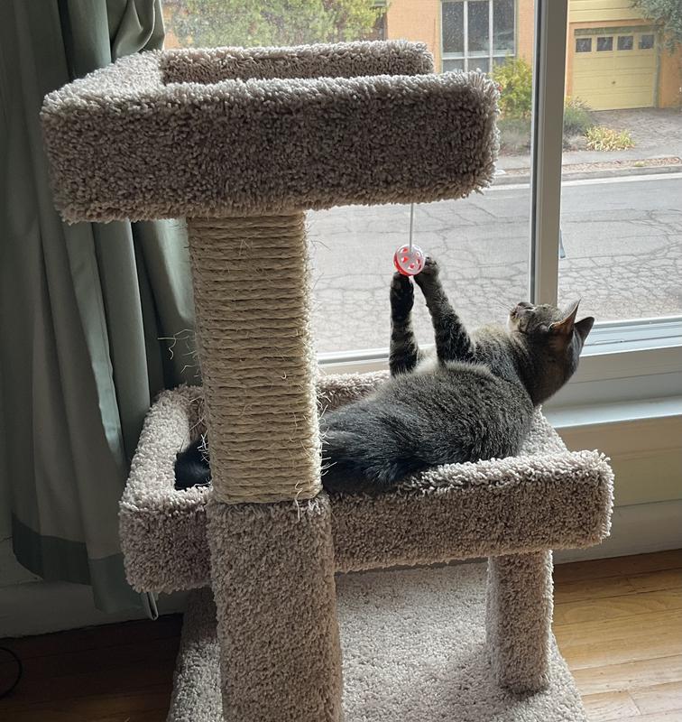 Emma enjoying her cat tree.