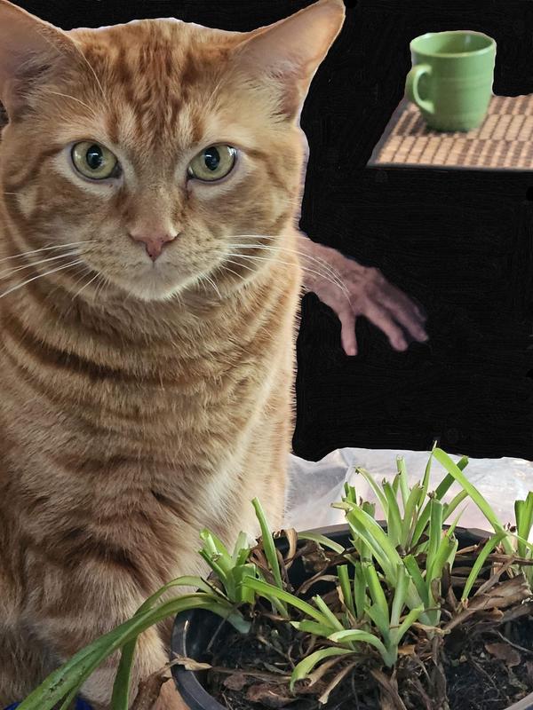 Our sweet Bailey Boop