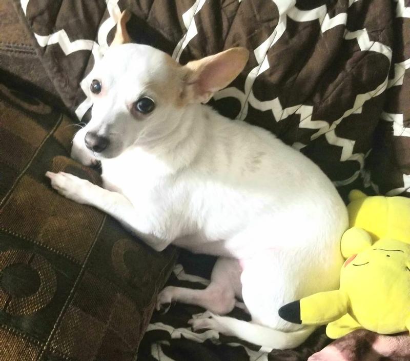 My doggy after applying NexStar :)