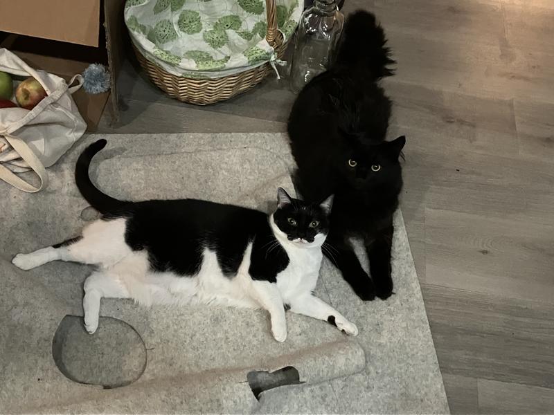 BFFs on their favorite rug