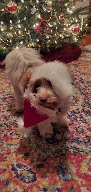 Dog santa shop hat and beard