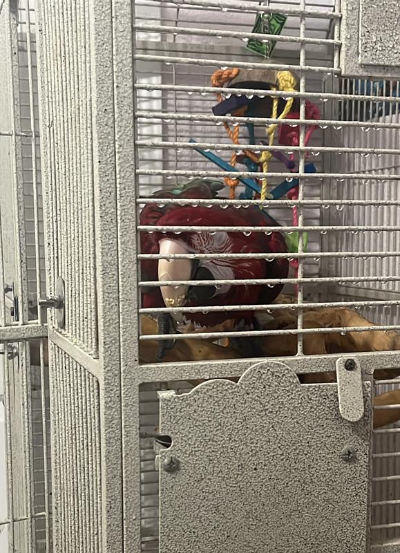 Artie with the food stuck to her beak