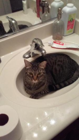 Harry hanging out in the bathroom sink. He wants  H20!!!