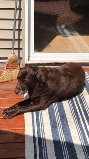 Bentley enjoying the deck