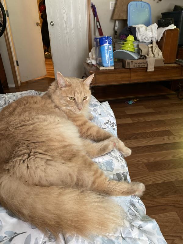 3 yr old Fergus a rescue