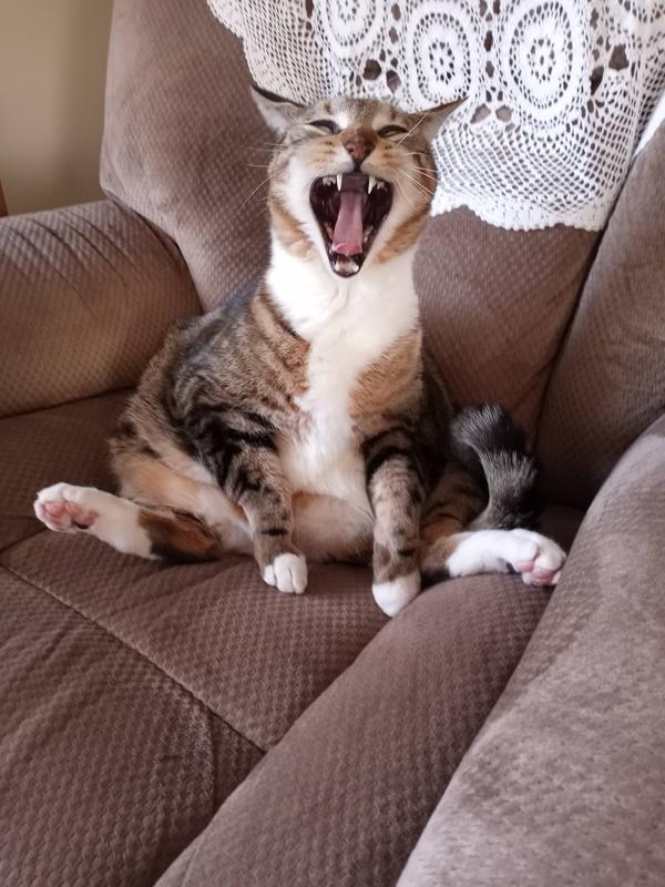 I’m full of American Journey and am ready for a nap