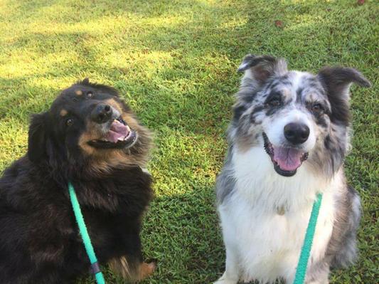 My two Aussie's