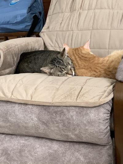 Cody and Blaze have a snooze on their new Sure Fit chair cover