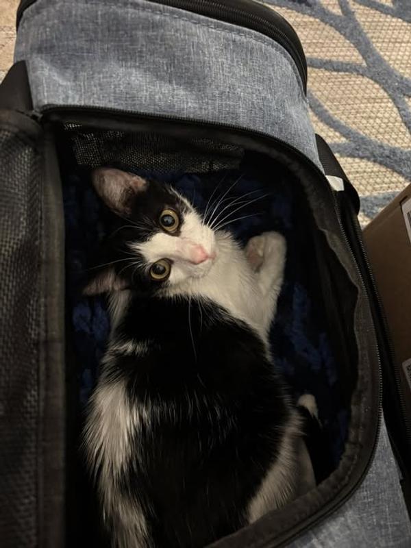 Sadie in carrier