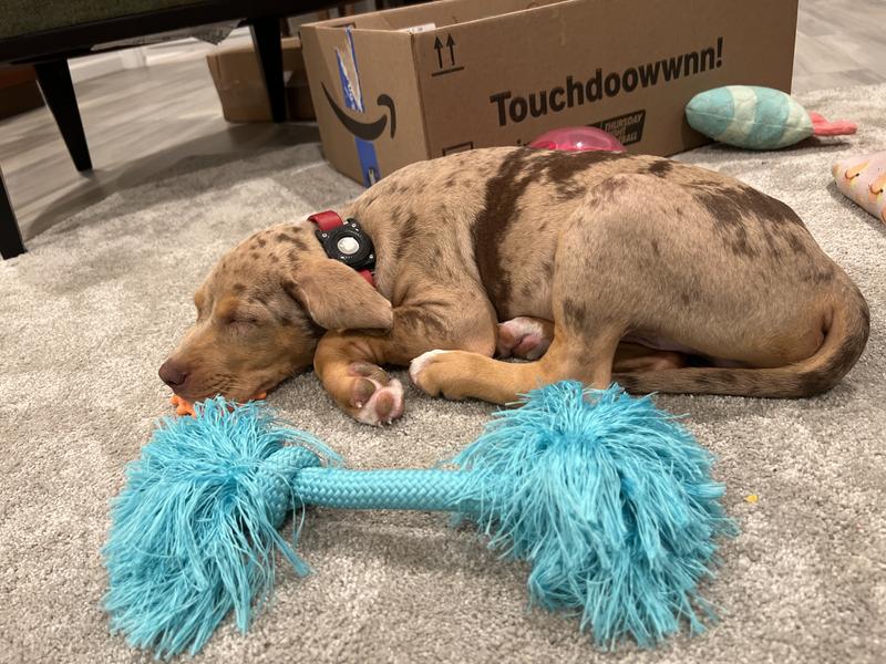 All tuckered out after a hard play session