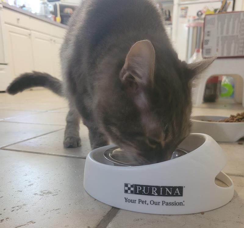 Mokey Berra loves his Fancy Feast!!