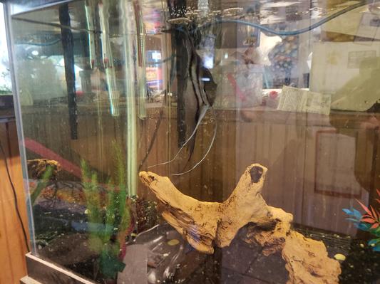 Cleared the tank quickly