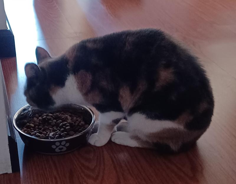 My cat ate the new flavor immediately after I poured it into her bowl.