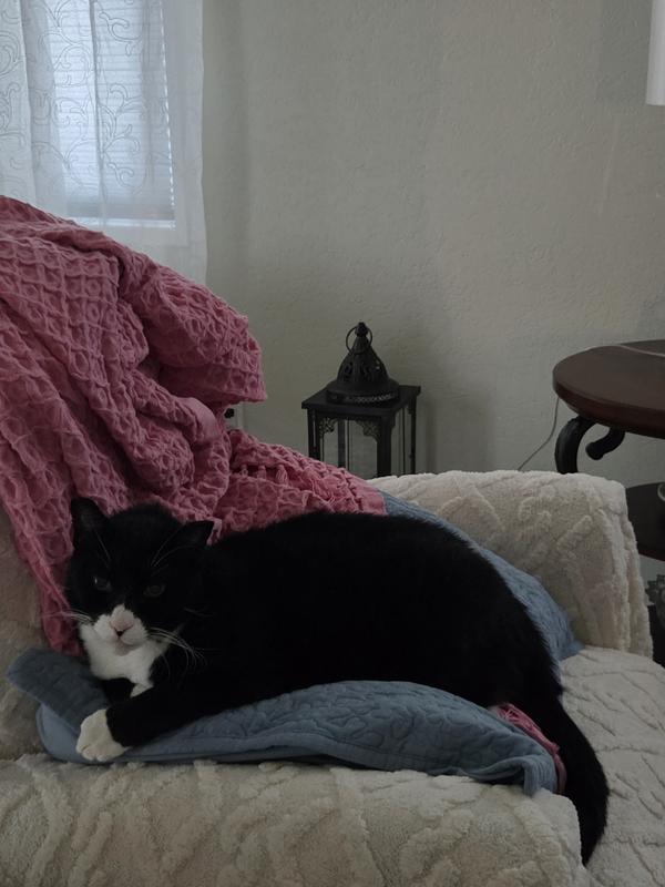 My precious boy used to be feral.
