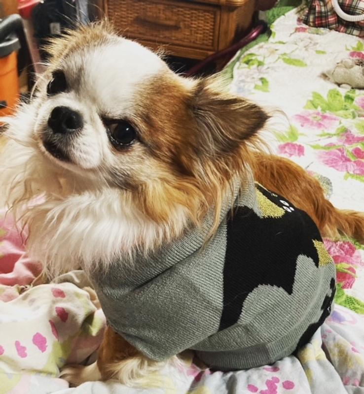 This is me, Zave in my batty sweater for the Halloweenie
