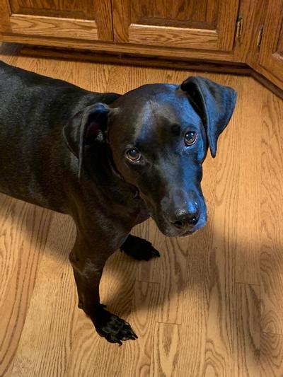 Rocco Taco