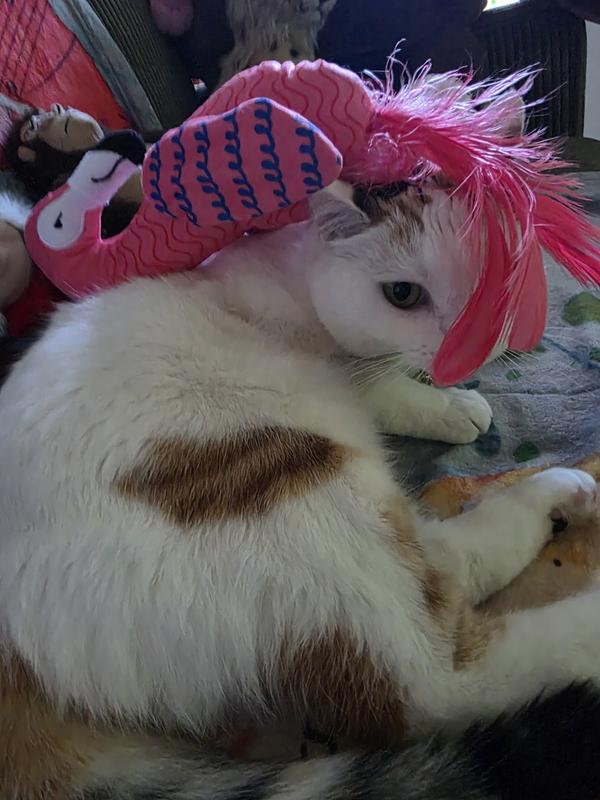 Lovin' my Flamingo Kicker Fascinator