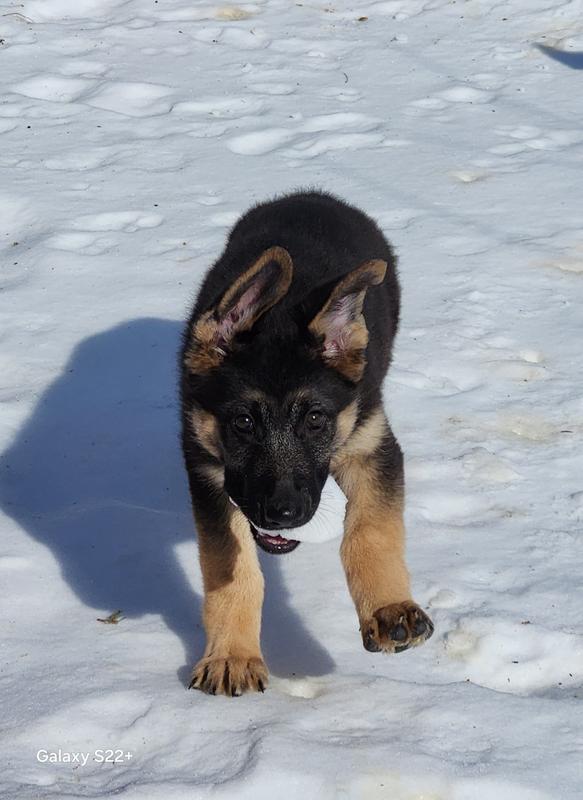 I love My kibble, Diamond  Naturals