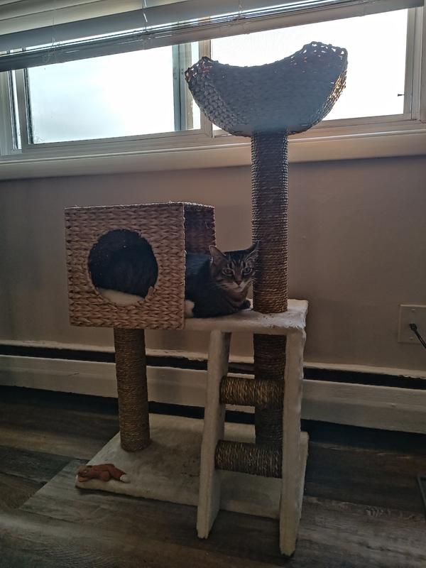 13 pound cat trying to lay in the hideaway