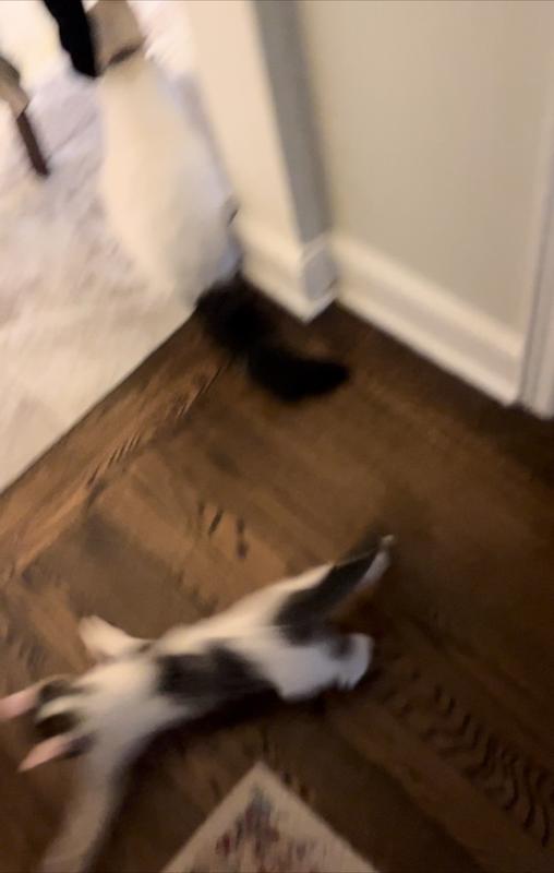 As you can see my kitten leaping to catching the little mouse LOL