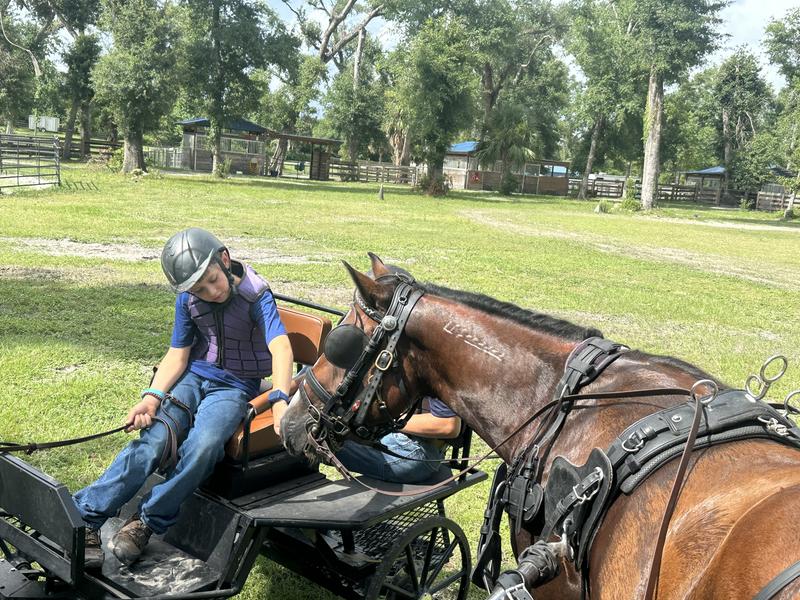 Mustang Danny enjoying having friends in his domesticated life.