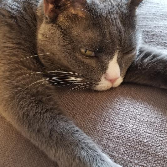 Gracie cat napping in the afternoon