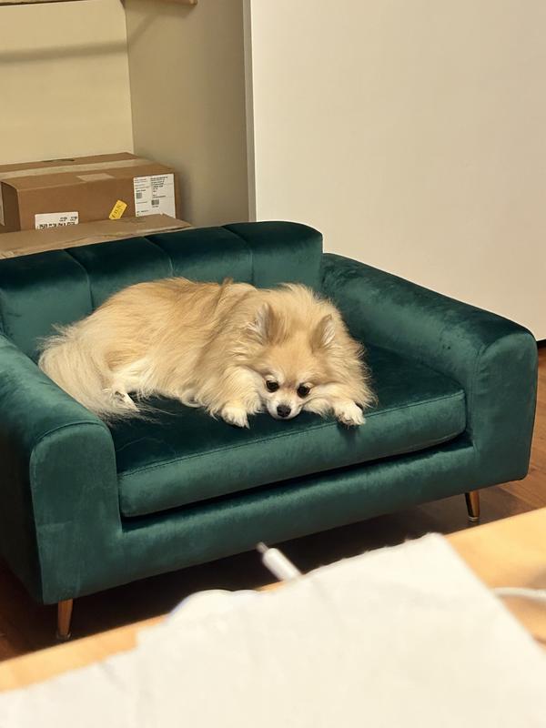 Okami resting on the sofa