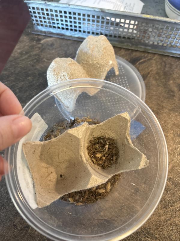 View of ABDRAGONS Live Crickets Reptile Food, Large, 500 count - Chewy.com