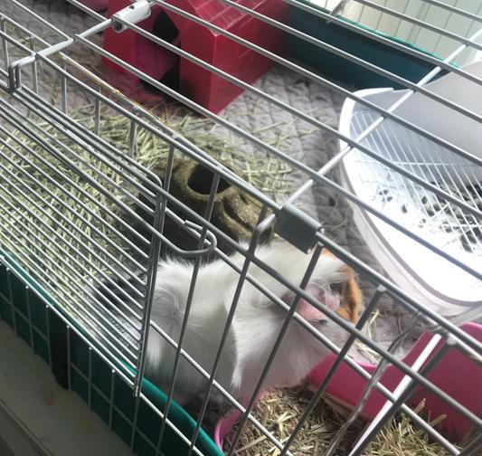 Way too small for our Guinea Pigs!