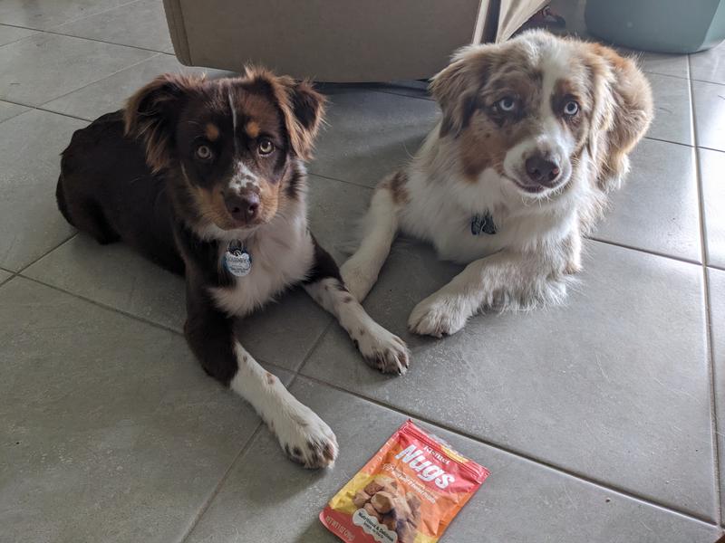 Practicing "wait" using Kismet Beef and Sweet Potato Nugs
