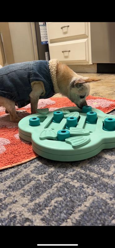 17 year old Biscuit loves it
