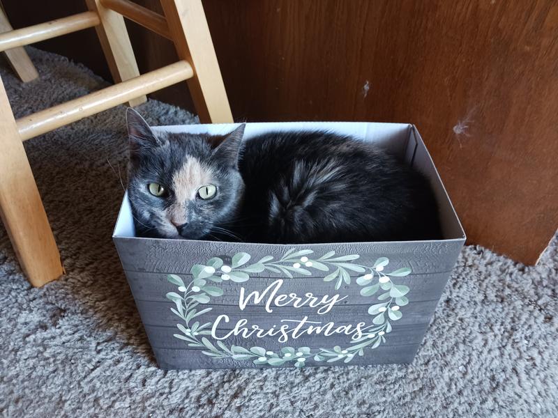 My now healthy Annie.