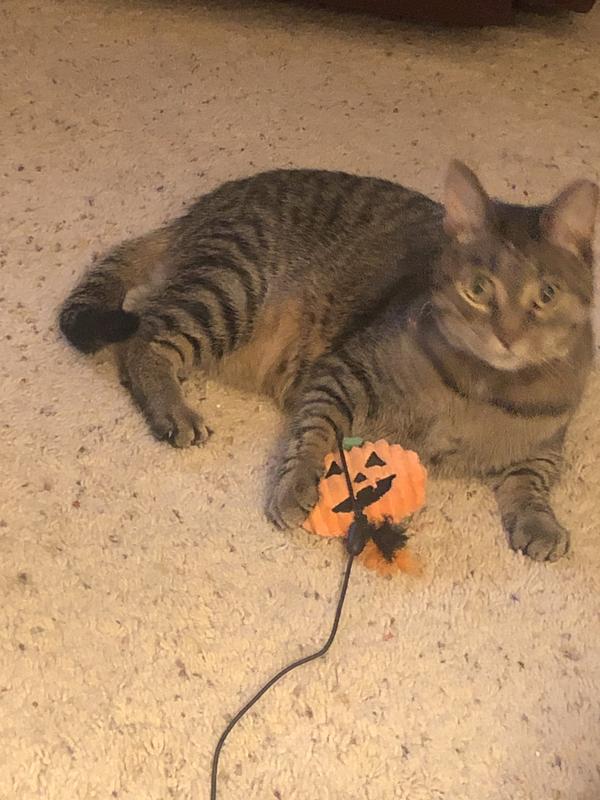 Daisy. Sort of took over Louis's pumpkin wand. She really likes it.