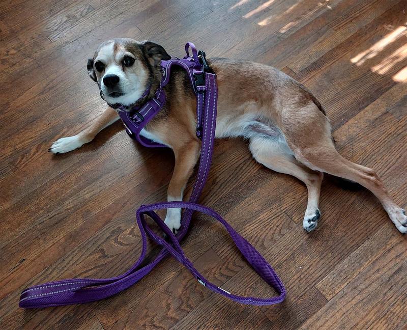 新しい Chai's Choice Premium Outdoor Explorer No-Pull Dog Harness 3M  Reflectiv