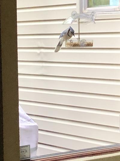 You are going to love this bird feeder