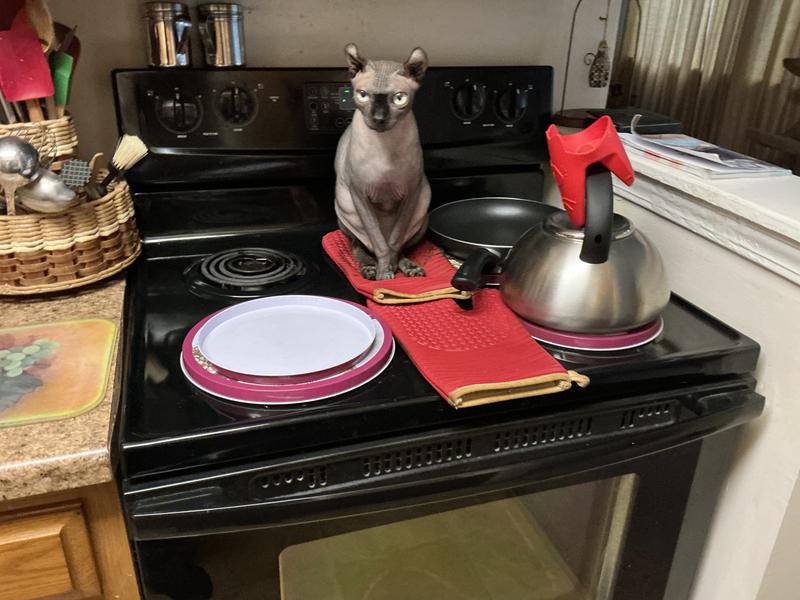 Mr. Spock enjoying time on the oven mitts!!!
