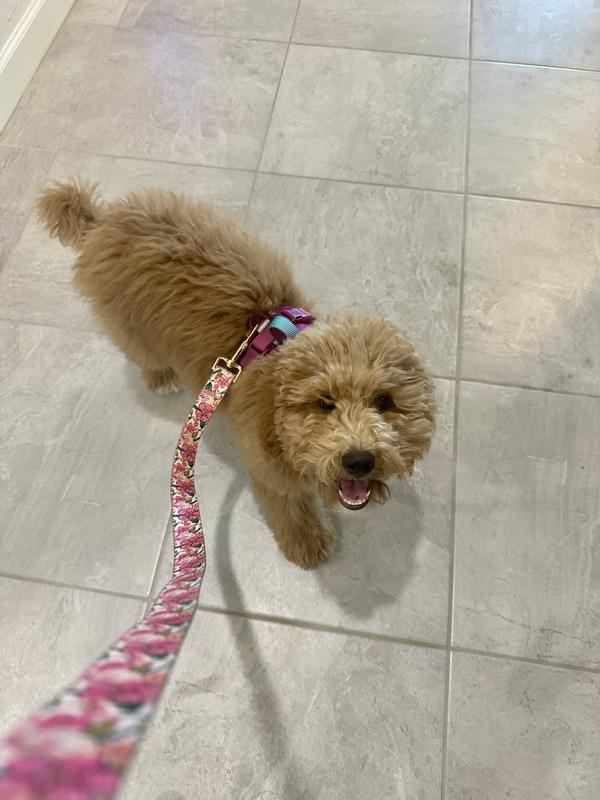 Cori loving her Pink Papyrus Dog Leash